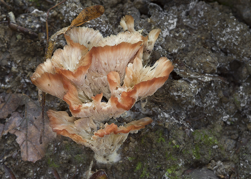 Cotylidia pannosa